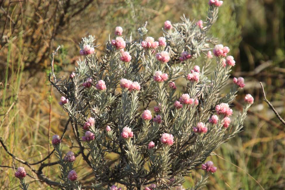 image n.10 of Oudtshoorn: Half-Day Swartberg Pass Private Guided Tour activity in Western Cape, uploaded by supplier