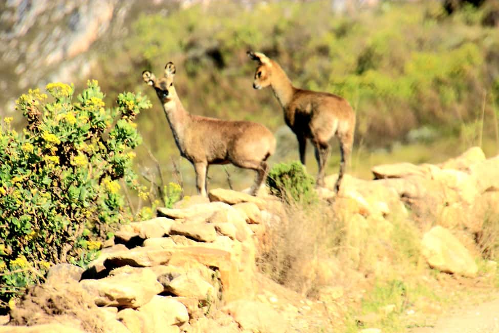 image n.11 of Oudtshoorn: Half-Day Swartberg Pass Private Guided Tour activity in Western Cape, uploaded by supplier