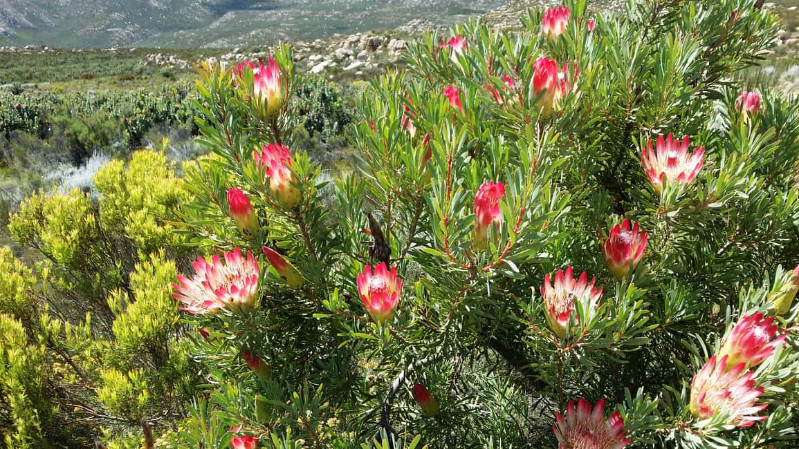 image n.12 of Oudtshoorn: Half-Day Swartberg Pass Private Guided Tour activity in Western Cape, uploaded by supplier