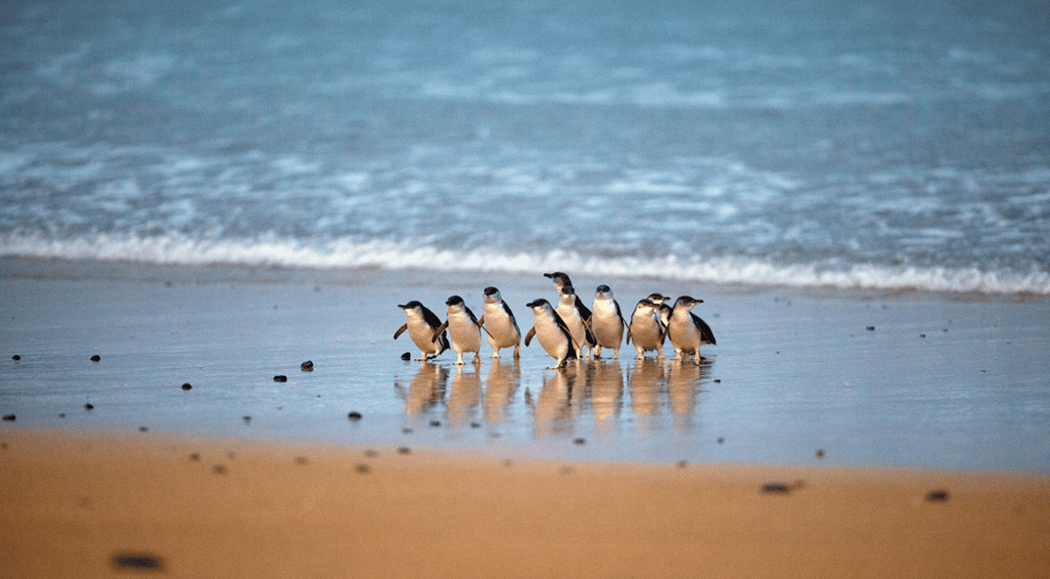 Phillip Island: Penguin Parade and Multi Attraction Pass