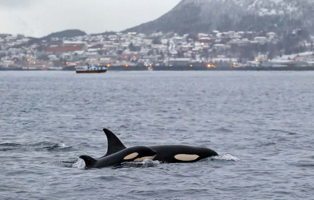 image n.6 of From Tromsø: Skjervoy Whale Watching RIB Boat Tour activity in Skjervoy, uploaded by supplier