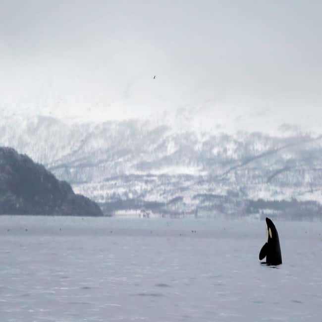 image n.7 of From Tromsø: Skjervoy Whale Watching RIB Boat Tour activity in Skjervoy, uploaded by supplier