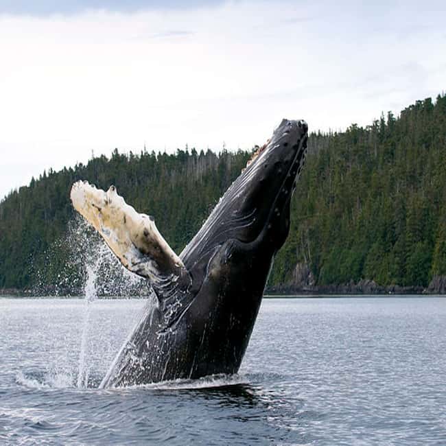 image n.5 of From Tromsø: Skjervoy Whale Watching RIB Boat Tour activity in Skjervoy, uploaded by supplier