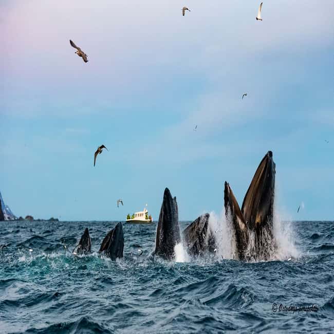 image n.4 of From Tromsø: Skjervoy Whale Watching RIB Boat Tour activity in Skjervoy, uploaded by supplier