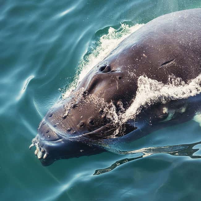 image n.13 of From Tromsø: Skjervoy Whale Watching RIB Boat Tour activity in Skjervoy, uploaded by supplier
