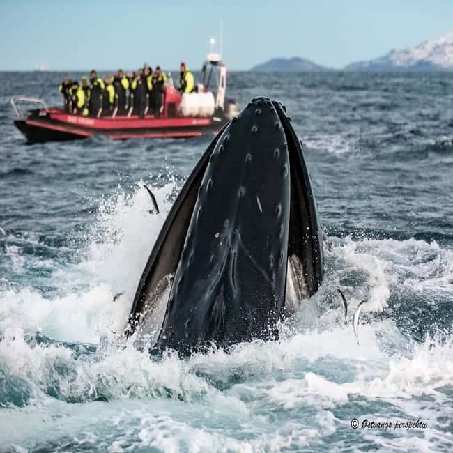 image n.10 of From Tromsø: Skjervoy Whale Watching RIB Boat Tour activity in Skjervoy, uploaded by supplier