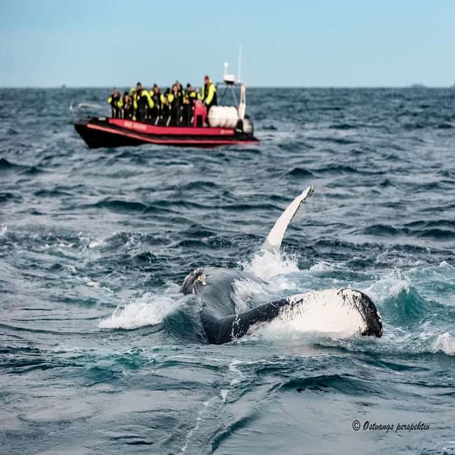 image n.12 of From Tromsø: Skjervoy Whale Watching RIB Boat Tour activity in Skjervoy, uploaded by supplier