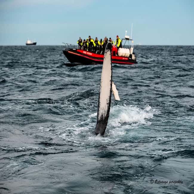 image n.9 of From Tromsø: Skjervoy Whale Watching RIB Boat Tour activity in Skjervoy, uploaded by supplier