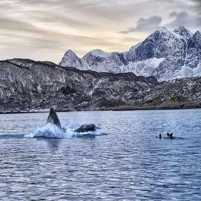 image n.11 of From Tromsø: Skjervoy Whale Watching RIB Boat Tour activity in Skjervoy, uploaded by supplier