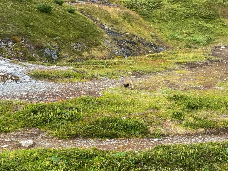 image n.14 of From Seward: Harding Icefield Trail Hiking Tour activity in Seward, uploaded by supplier