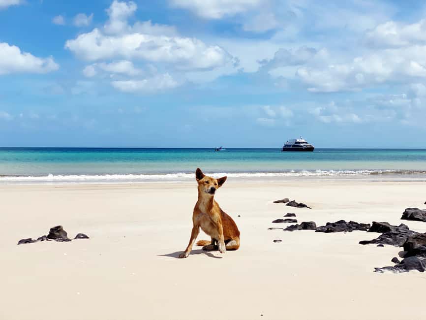 image n.10 of From Hervey Bay: Remote K'gari Tour by Boat with Lunch activity in Tinnanbar, uploaded by supplier