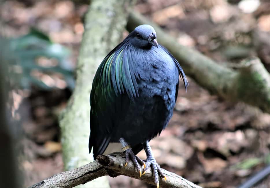image n.2 of Monkeyland, Birds of Eden, Jukani - Animal Sanctuaries activity in Plettenberg Bay, uploaded by supplier