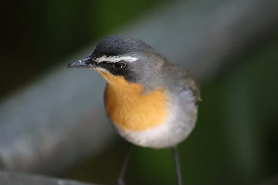 image n.3 of Monkeyland, Birds of Eden, Jukani - Animal Sanctuaries activity in Plettenberg Bay, uploaded by supplier