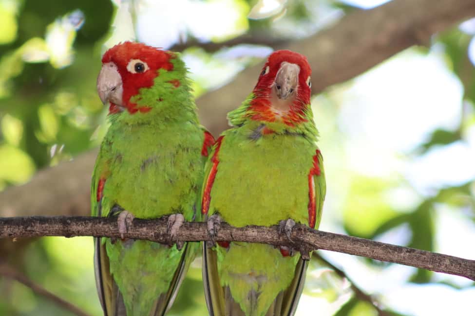 image n.4 of Monkeyland, Birds of Eden, Jukani - Animal Sanctuaries activity in Plettenberg Bay, uploaded by supplier