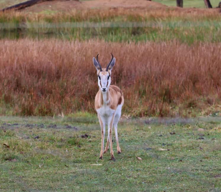 image n.5 of Monkeyland, Birds of Eden, Jukani - Animal Sanctuaries activity in Plettenberg Bay, uploaded by supplier