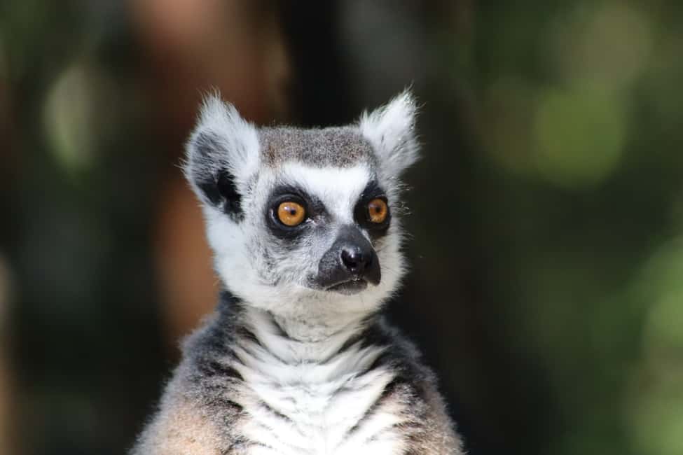 image n.7 of Monkeyland, Birds of Eden, Jukani - Animal Sanctuaries activity in Plettenberg Bay, uploaded by supplier