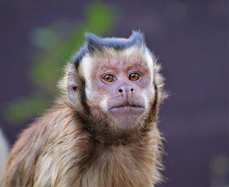 image n.8 of Monkeyland, Birds of Eden, Jukani - Animal Sanctuaries activity in Plettenberg Bay, uploaded by supplier