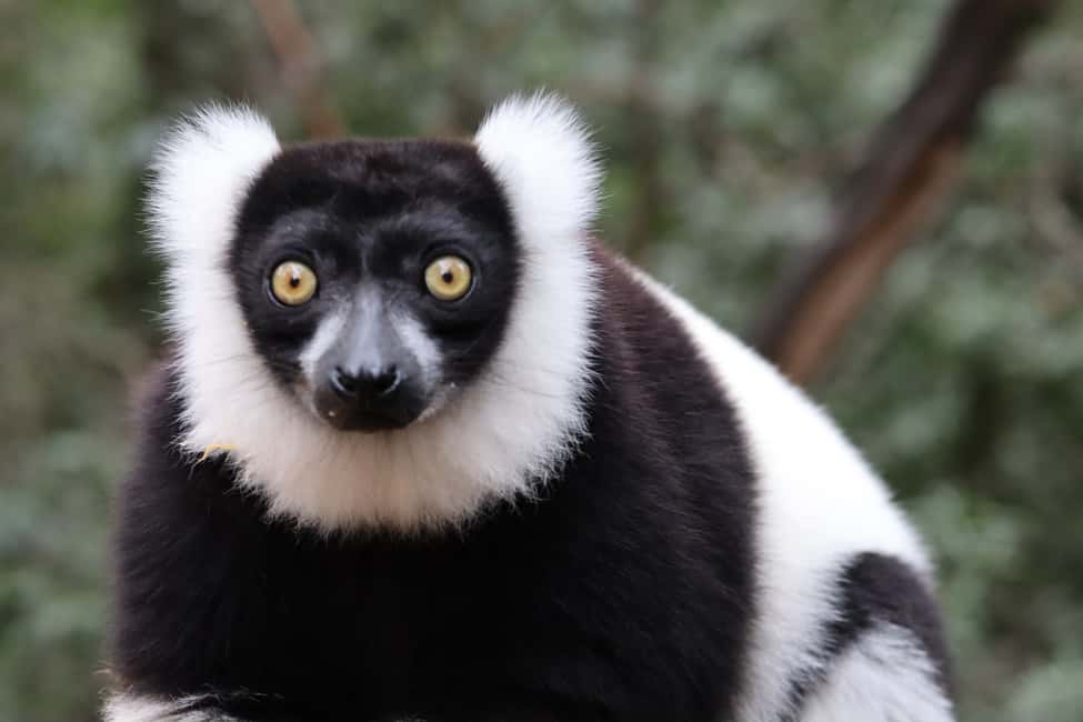 image n.9 of Monkeyland, Birds of Eden, Jukani - Animal Sanctuaries activity in Plettenberg Bay, uploaded by supplier