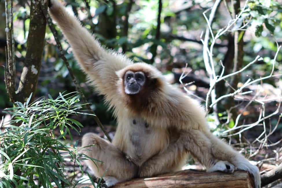 image n.10 of Monkeyland, Birds of Eden, Jukani - Animal Sanctuaries activity in Plettenberg Bay, uploaded by supplier