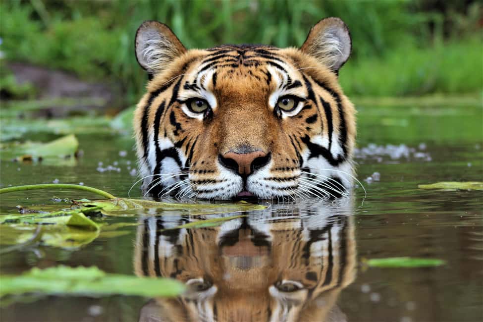 image n.12 of Monkeyland, Birds of Eden, Jukani - Animal Sanctuaries activity in Plettenberg Bay, uploaded by supplier