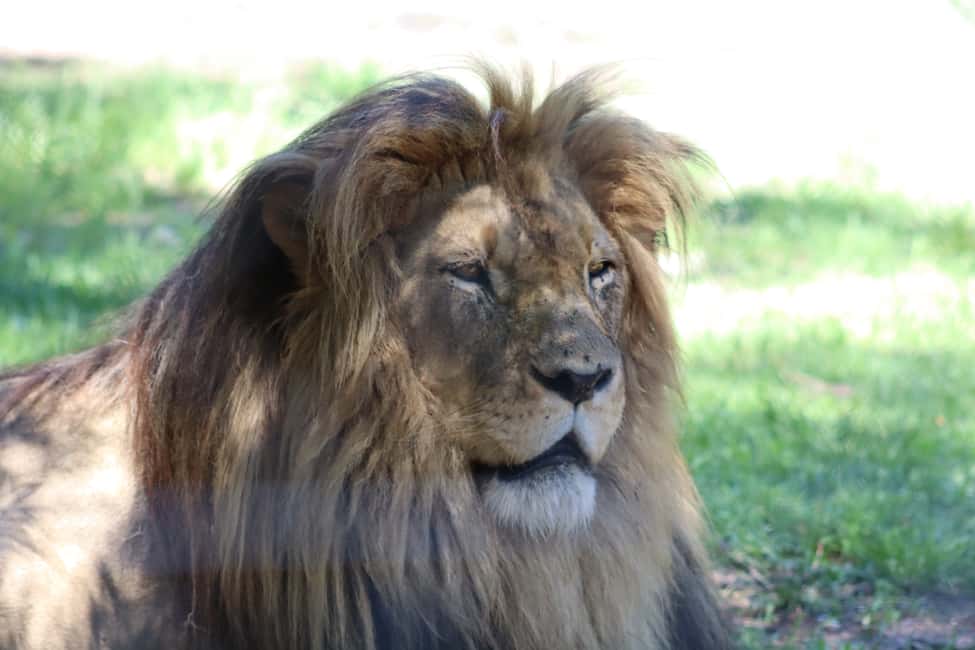 image n.15 of Monkeyland, Birds of Eden, Jukani - Animal Sanctuaries activity in Plettenberg Bay, uploaded by supplier