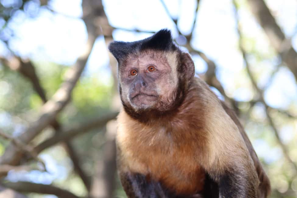 image n.16 of Monkeyland, Birds of Eden, Jukani - Animal Sanctuaries activity in Plettenberg Bay, uploaded by supplier