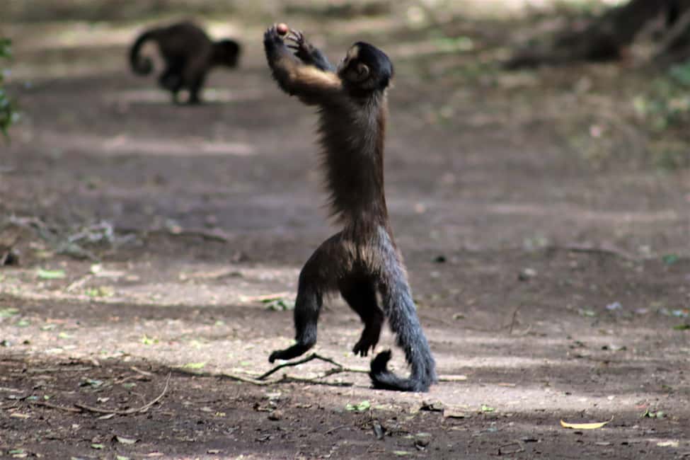 image n.17 of Monkeyland, Birds of Eden, Jukani - Animal Sanctuaries activity in Plettenberg Bay, uploaded by supplier