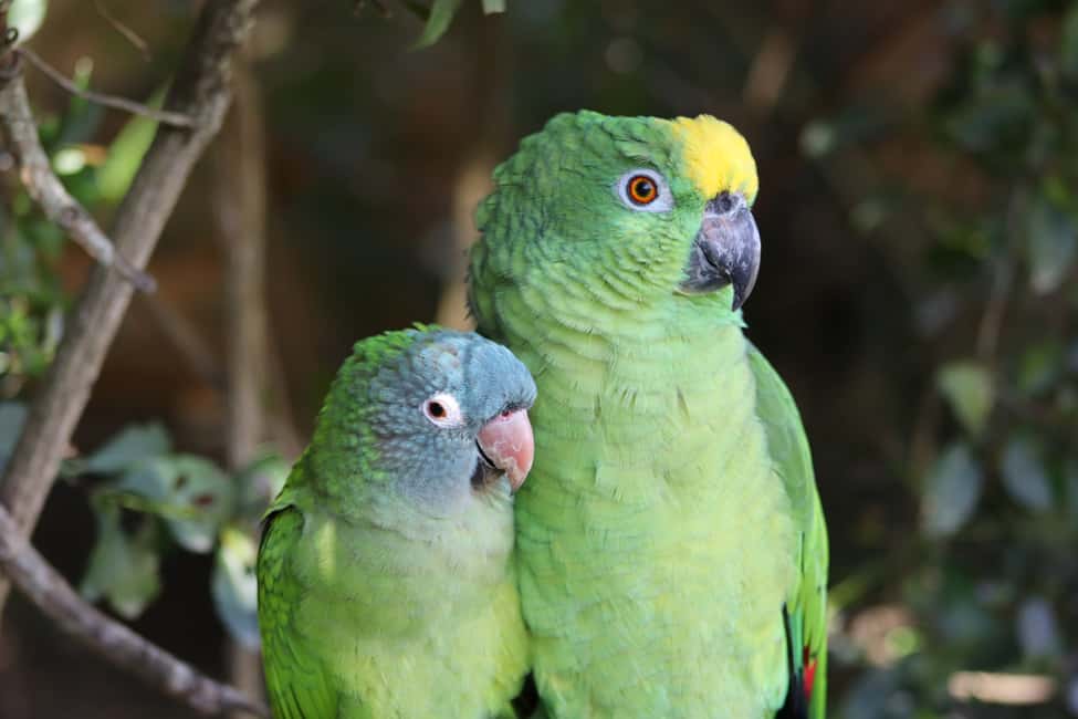 image n.18 of Monkeyland, Birds of Eden, Jukani - Animal Sanctuaries activity in Plettenberg Bay, uploaded by supplier