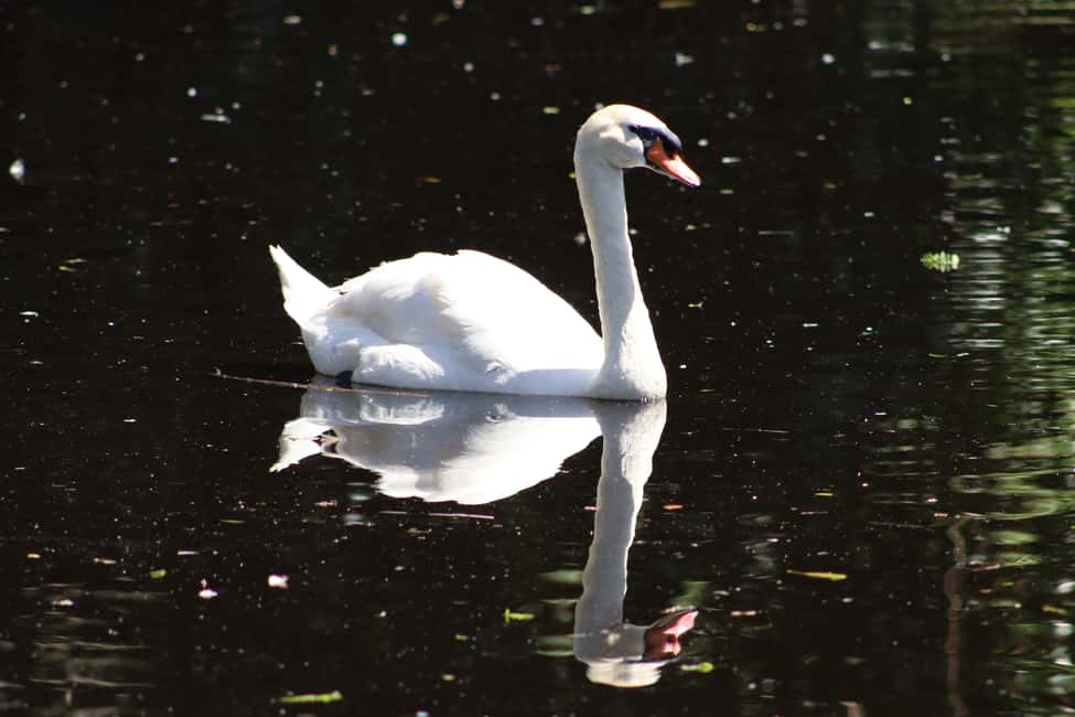 image n.19 of Monkeyland, Birds of Eden, Jukani - Animal Sanctuaries activity in Plettenberg Bay, uploaded by supplier
