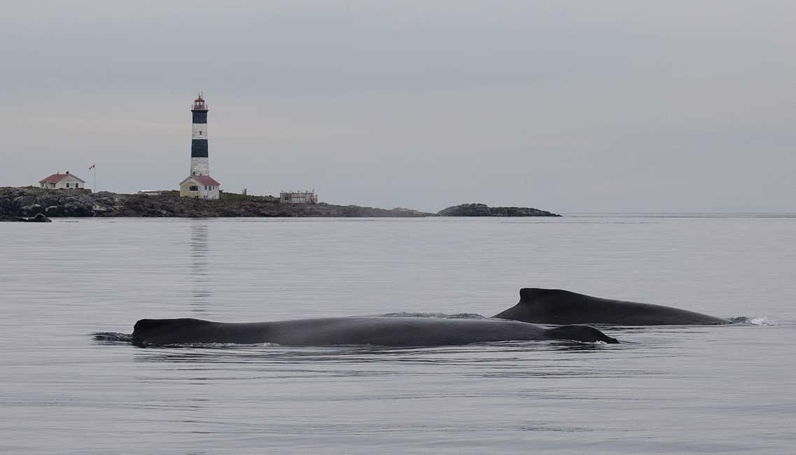image n.2 of Victoria: Morning Whale-Watching Tour in Scarab Boat activity in Victoria, British Columbia, uploaded by supplier