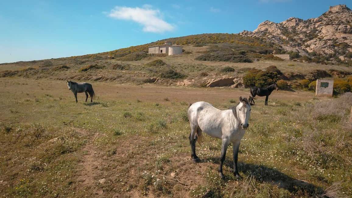 image n.17 of Asinara: Full Day Sailboat Excursion from Stintino activity in Sardinia, uploaded by supplier