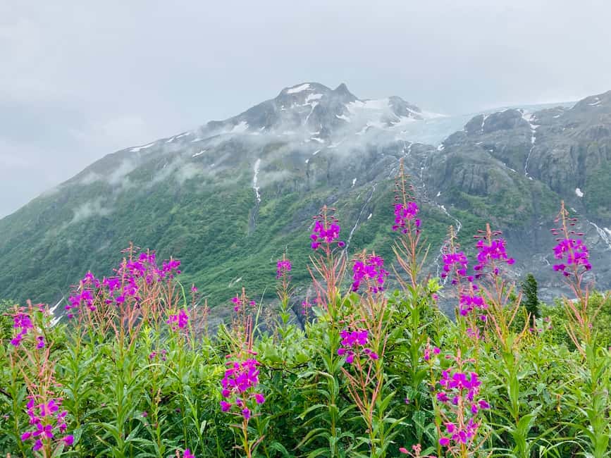 image n.8 of From Seward: 2-hour Wilderness Hiking Tour activity in Seward, uploaded by supplier