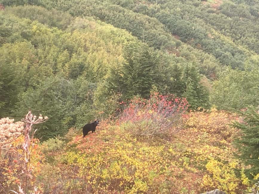 image n.11 of From Seward: 2-hour Wilderness Hiking Tour activity in Seward, uploaded by supplier