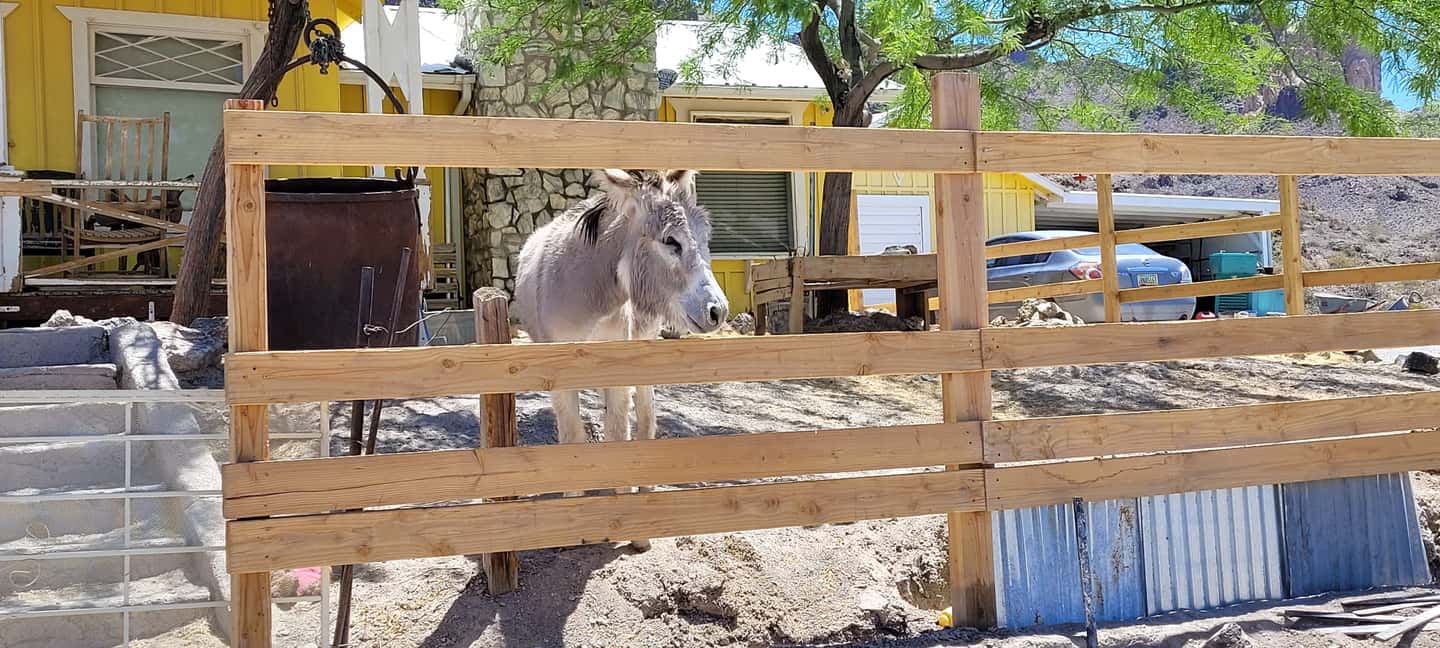 image n.28 of Oatman Mining Village: Burros/Route 66 Scenic Mountain Tour activity in Kingman, uploaded by supplier