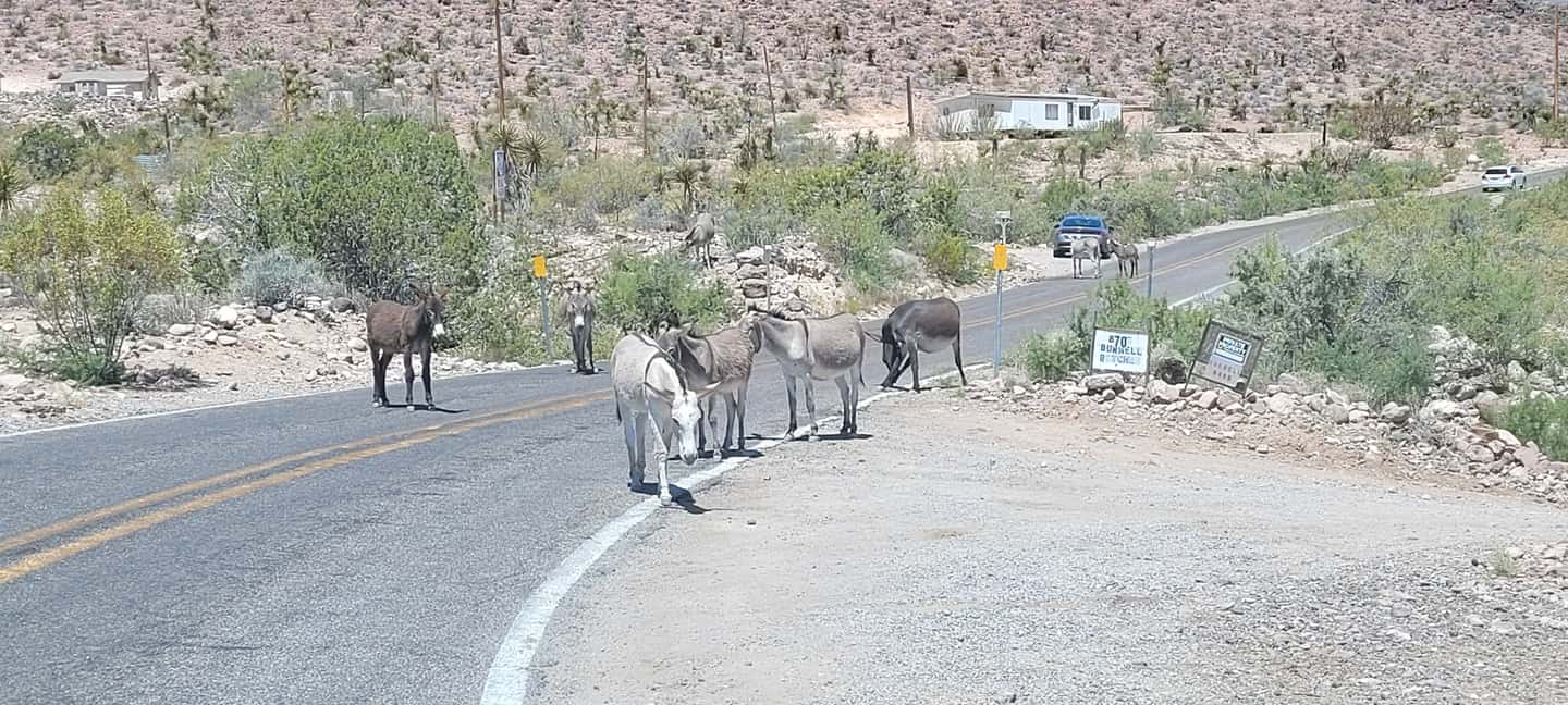 image n.29 of Oatman Mining Village: Burros/Route 66 Scenic Mountain Tour activity in Kingman, uploaded by supplier