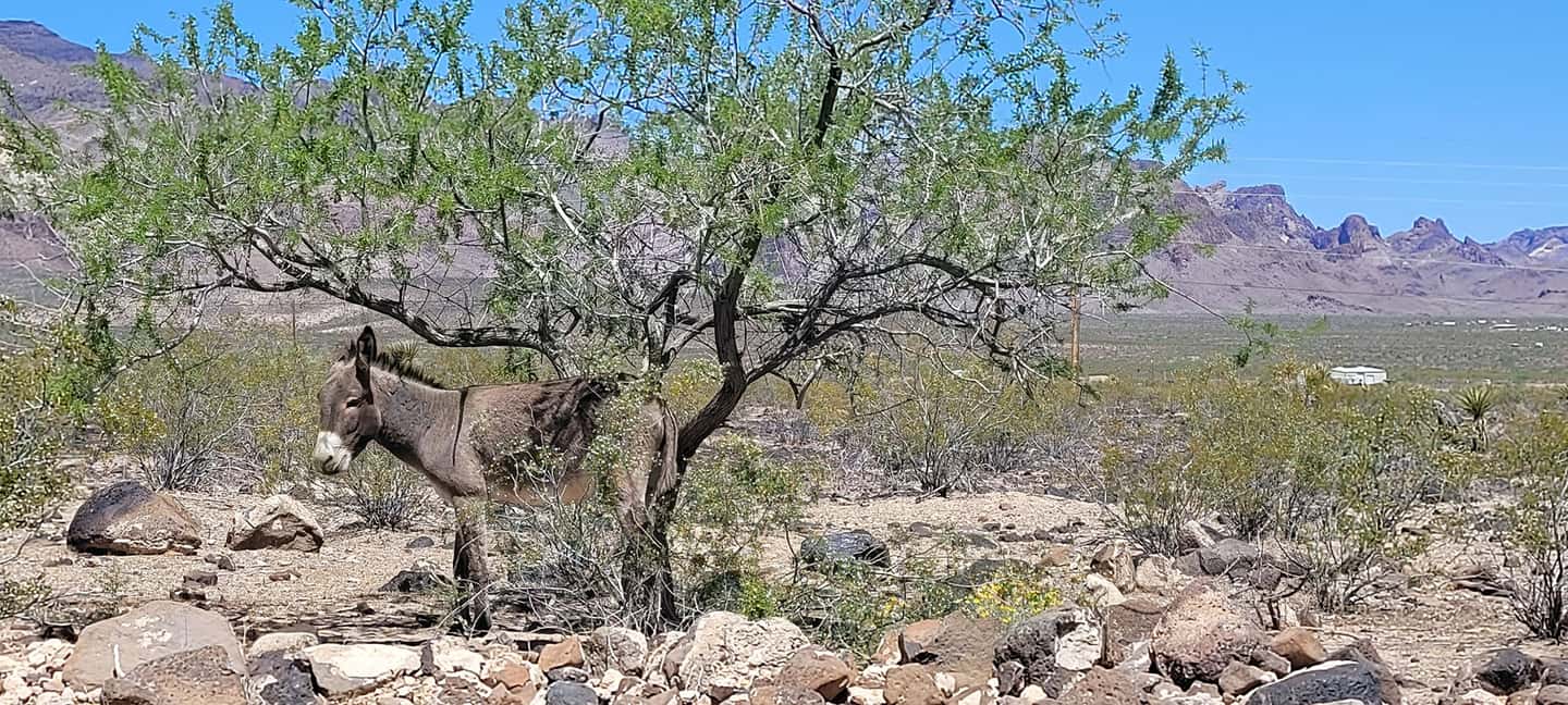 image n.31 of Oatman Mining Village: Burros/Route 66 Scenic Mountain Tour activity in Kingman, uploaded by supplier