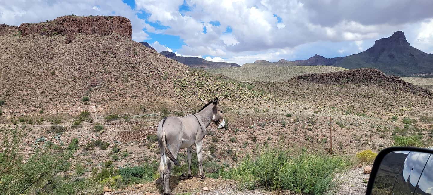 image n.33 of Oatman Mining Village: Burros/Route 66 Scenic Mountain Tour activity in Kingman, uploaded by supplier