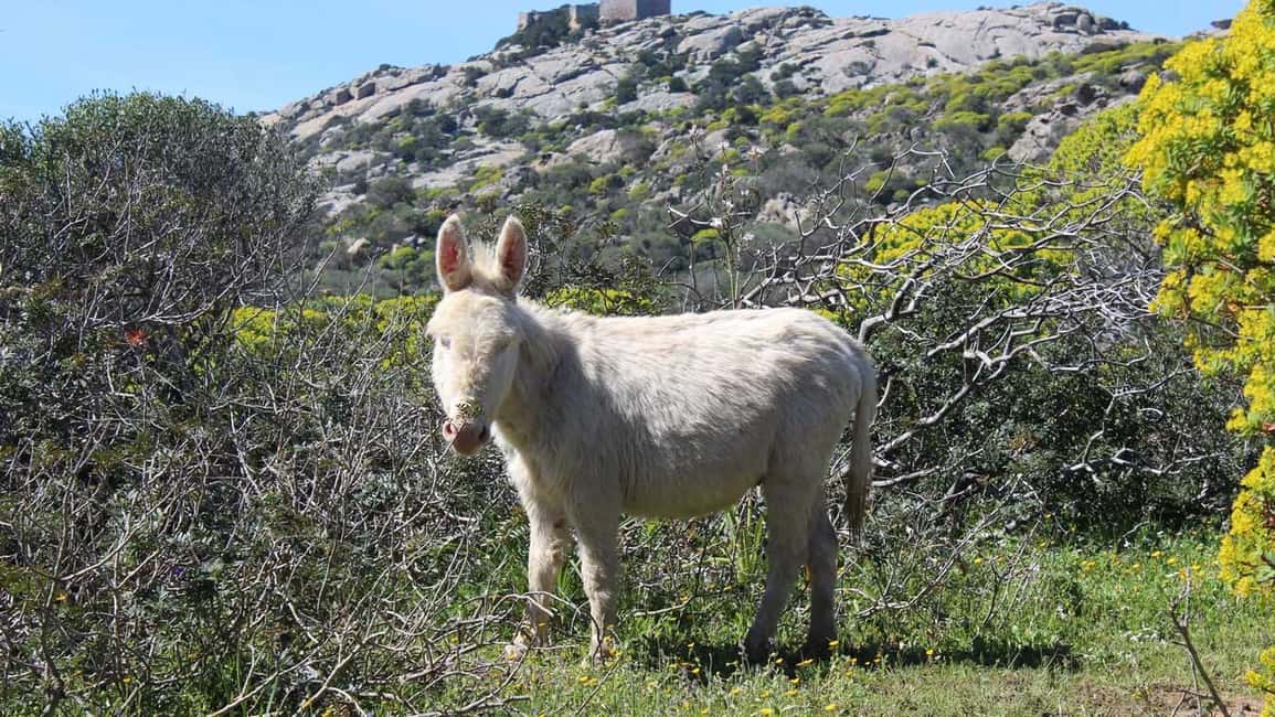 image n.21 of Asinara: Full Day Sailboat Excursion from Stintino activity in Sardinia, uploaded by supplier