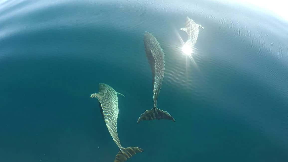 image n.22 of Asinara: Full Day Sailboat Excursion from Stintino activity in Sardinia, uploaded by supplier