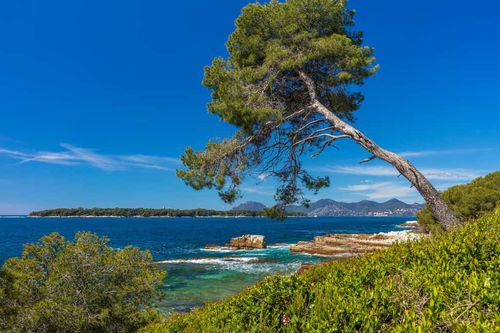 Cannes içindeki Cannes'dan: Ste. Marguerite Adası'na Gidiş-Dönüş Feribot etkinliğinin tedarikçi tarafından yüklenen 3 no'lu görseli