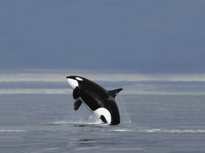 image n.14 of From Tromsø: Skjervoy Whale Watching RIB Boat Tour activity in Skjervoy, uploaded by supplier