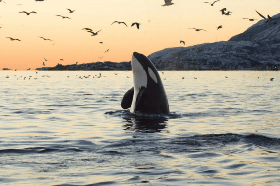 image n.2 of From Tromsø: Skjervoy Whale Watching RIB Boat Tour activity in Skjervoy, uploaded by supplier