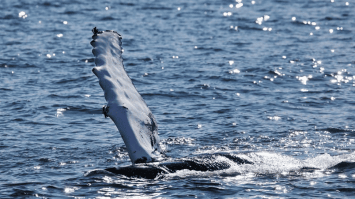 image n.15 of From Tromsø: Skjervoy Whale Watching RIB Boat Tour activity in Skjervoy, uploaded by supplier