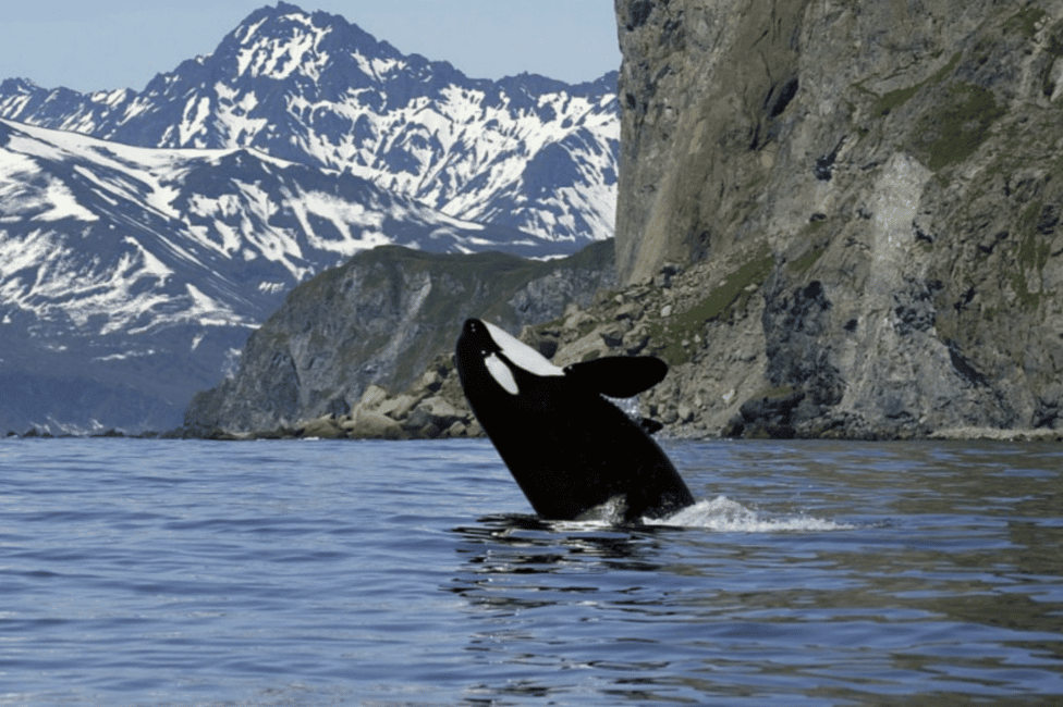 image n.16 of From Tromsø: Skjervoy Whale Watching RIB Boat Tour activity in Skjervoy, uploaded by supplier