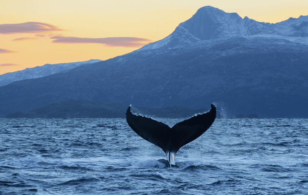 image n.18 of From Tromsø: Skjervoy Whale Watching RIB Boat Tour activity in Skjervoy, uploaded by supplier