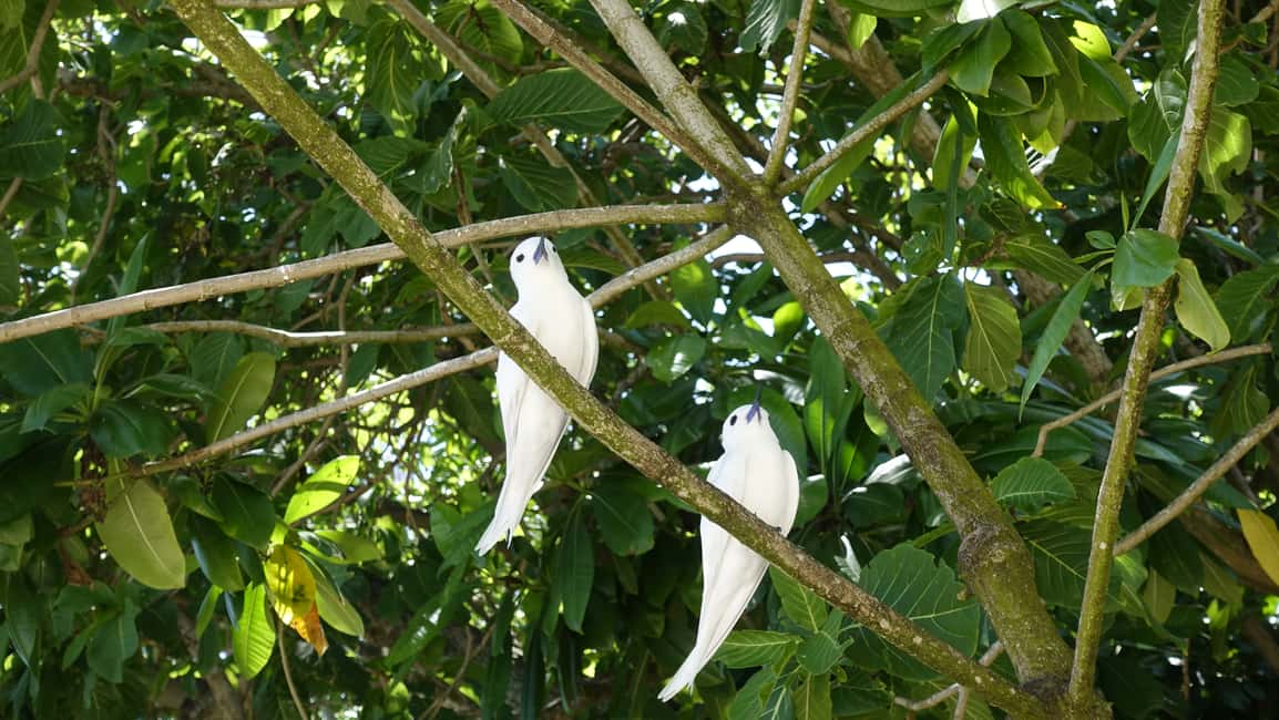 image n.2 of From Praslin: Cousin, Curieuse & St Pierre Islands Day Tour activity in Mahé, uploaded by supplier