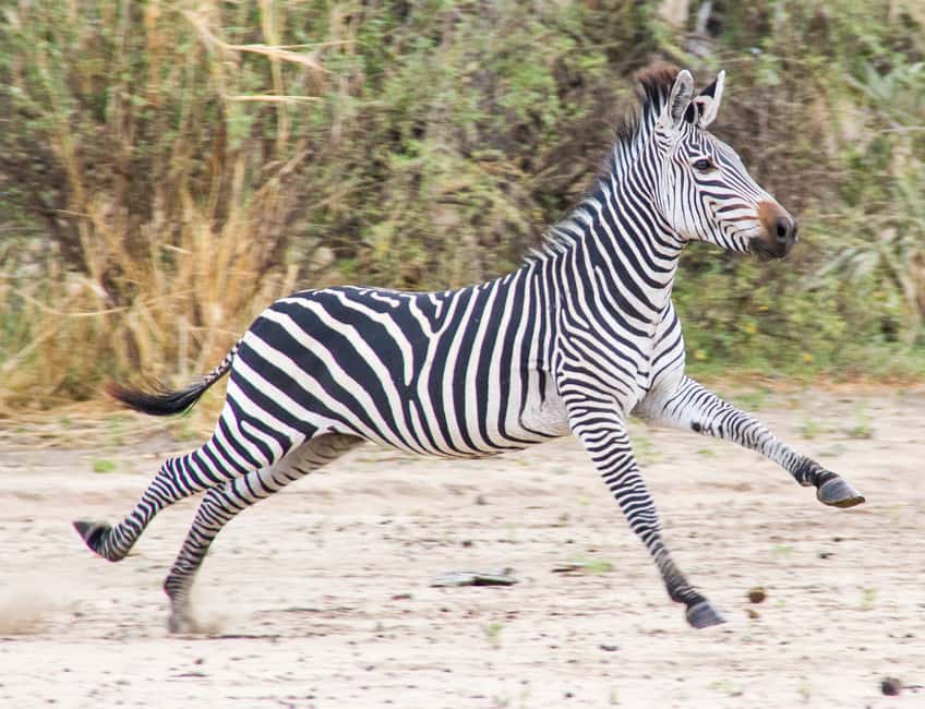 image n.20 of From Zanzibar: Day Selous Game Reserve Safari with Flights activity in Morogoro Region, uploaded by supplier