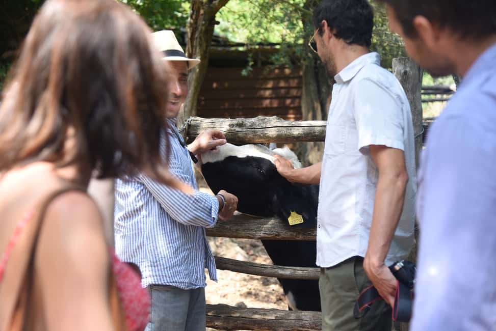 image n.6 of Sorrento: Farm Tour with Cheese Tasting & Pizza Making Class activity in Sorrento, uploaded by supplier