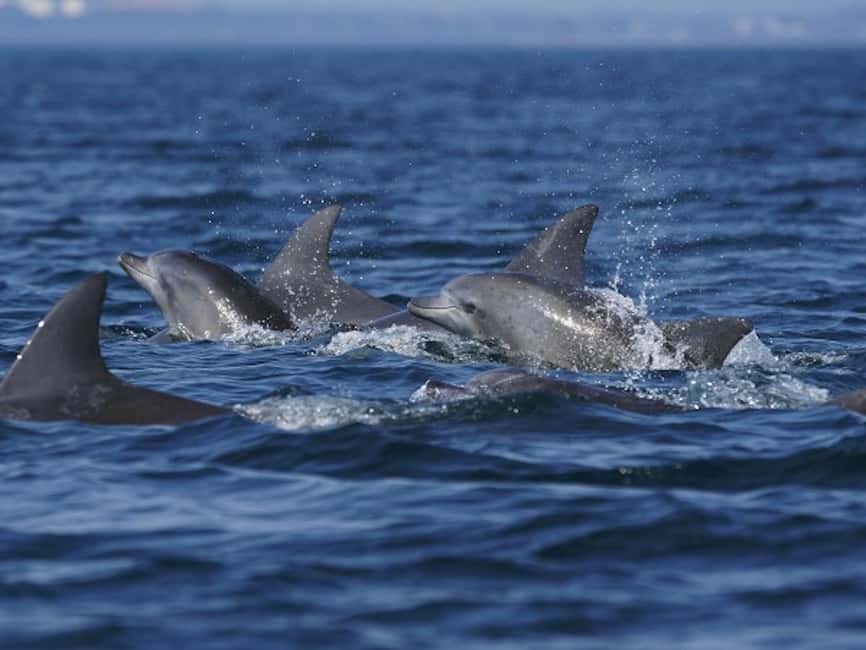 image n.3 of City of Side: Dolphin Island Boat Tour with BBQ & Foam Party activity in Antalya Province, uploaded by supplier