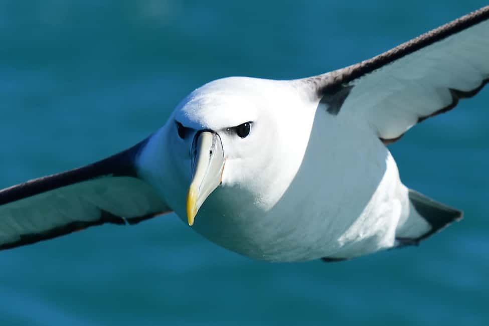 image n.4 of Akaroa: Scenic Coastline Wildlife Cruise activity in South Island, uploaded by supplier